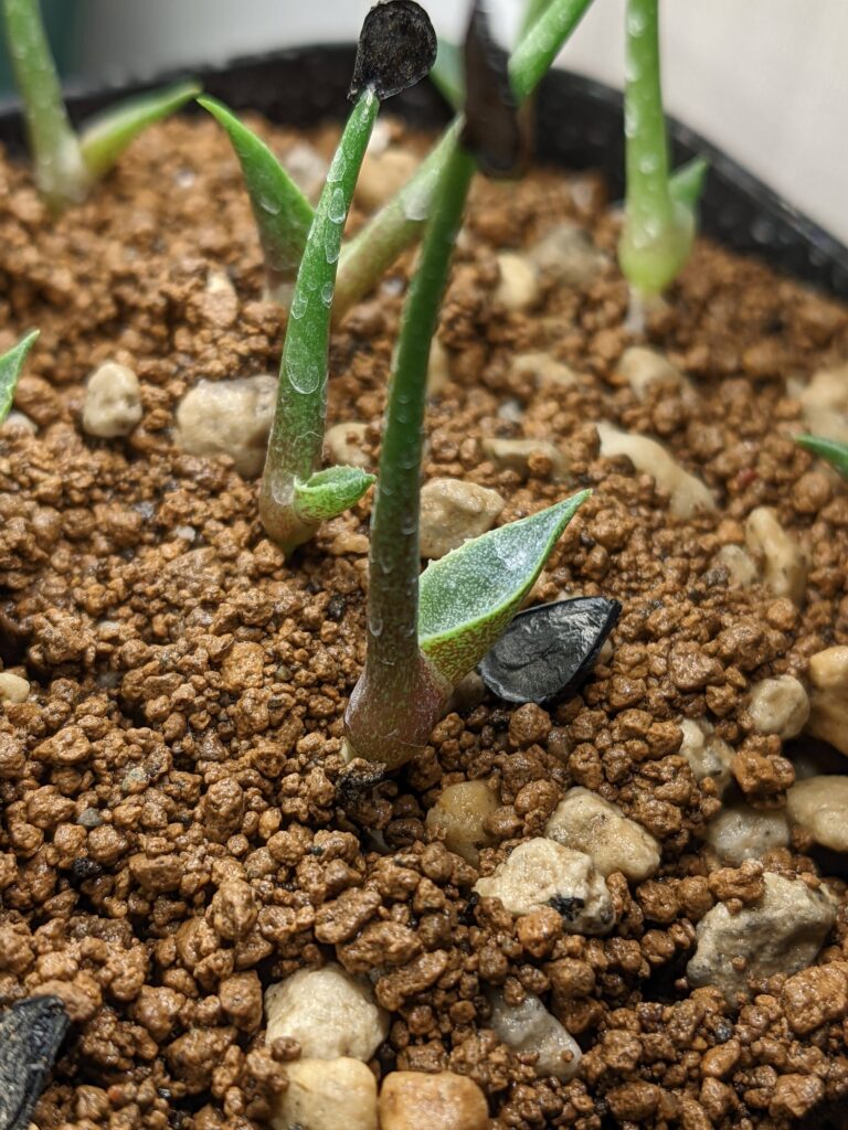 Agave seemanniana ssp. pygmaea 実生記録 - にゃーたと多肉植物の奮闘 ...